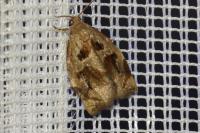 Archips crataegana