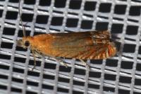 Lathronympha strigana