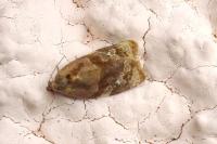 Ditula angustiorana