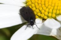 Ethmia chrysopyga