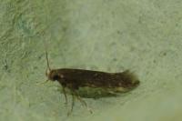 Oxypteryx atrella