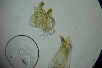 Oxypteryx atrella