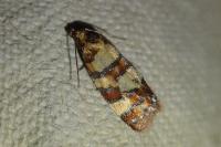 Aethes tesserana
