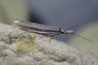 Pleurota ericella