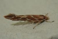 Pyroderces argyrogrammos