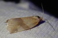Zelotherses ferugana
