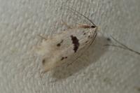 Mirificarma cytisella