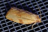 Lozotaenia cupidinana