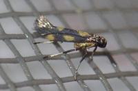 Euspilapteryx auroguttella