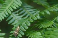 Nemophora degeerella