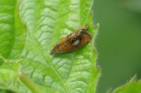 Olethreutes arcuella