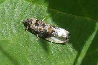 Hedya nubiferana