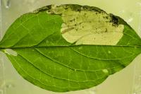 Antispila metallella