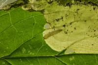 Antispila metallella