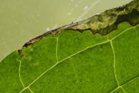 Antispila metallella