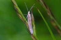 Plutella xylostella