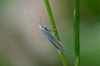 Coleophora