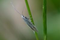 Coleophora