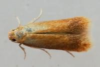 Tischeria