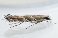 Acrocercops brongniardella