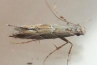Acrocercops brongniardella