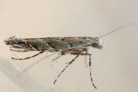 Acrocercops brongniardella