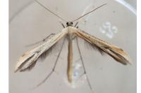 Emmelina monodactyla