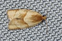 Clepsis rurinana