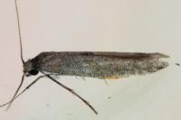 Ochromolopis staintonellus