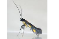 Euspilapteryx auroguttella