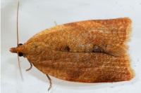 Clepsis consimilana