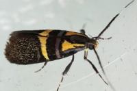 Dasycera oliviella