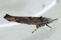 Zelleria oleastrella