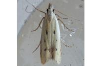 Mesophleps