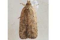 Agonopterix