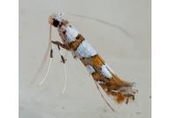 Spulerina simploniella