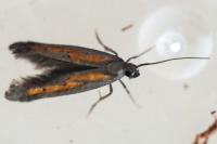 Ochromolopis ictella