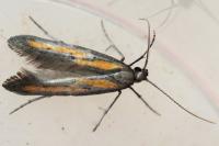 Ochromolopis ictella