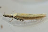 Pleurota