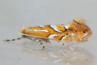 Phyllonorycter