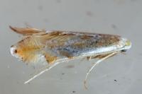Phyllonorycter