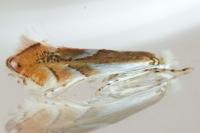 Phyllonorycter rebimbasi