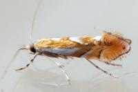 Phyllonorycter rebimbasi
