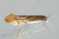 Phyllonorycter rebimbasi