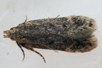 Bryotropha