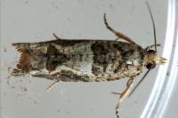 Crocidosema plebejana