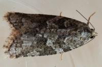 Cnephasia