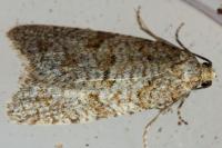 Isotrias stramentana