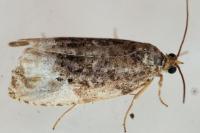 Hedya nubiferana