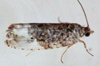 Hedya nubiferana